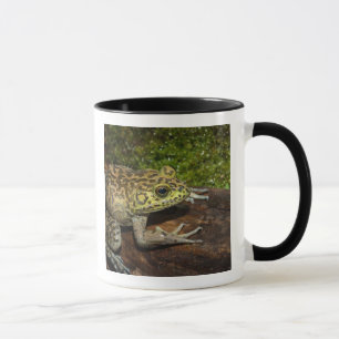 Ochsenfrosch, Rana catesbeiana Tasse