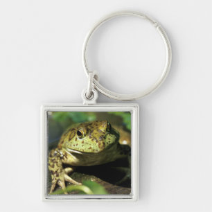 Ochsenfrosch. Schlüsselanhänger