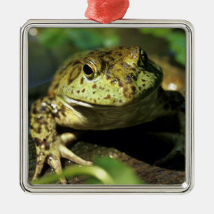Ochsenfrosch. Silbernes Ornament