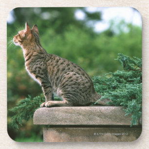 Ocicat 2 getränkeuntersetzer