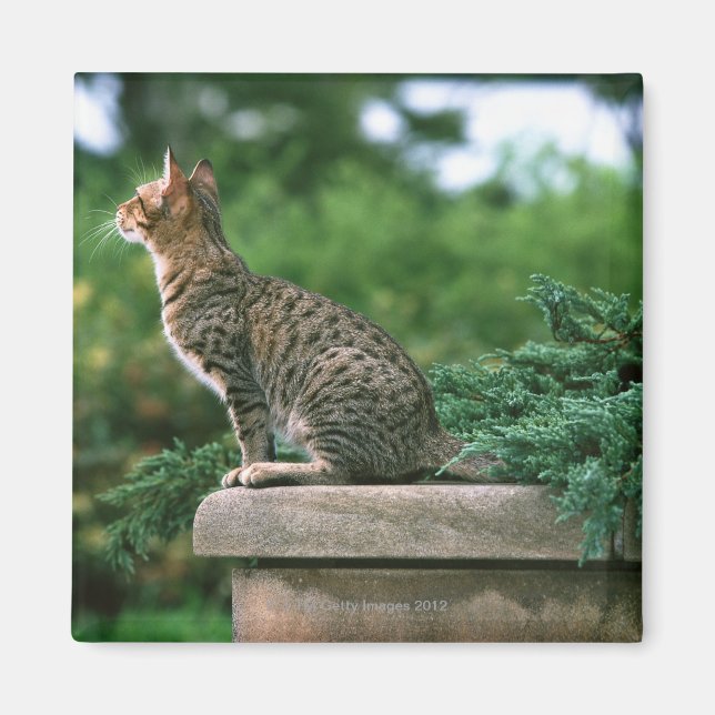 Ocicat 2 magnet (Vorne)