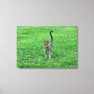 Ocicat 3 leinwanddruck