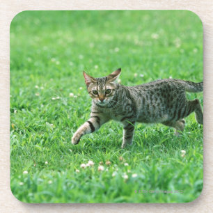 Ocicat Getränkeuntersetzer