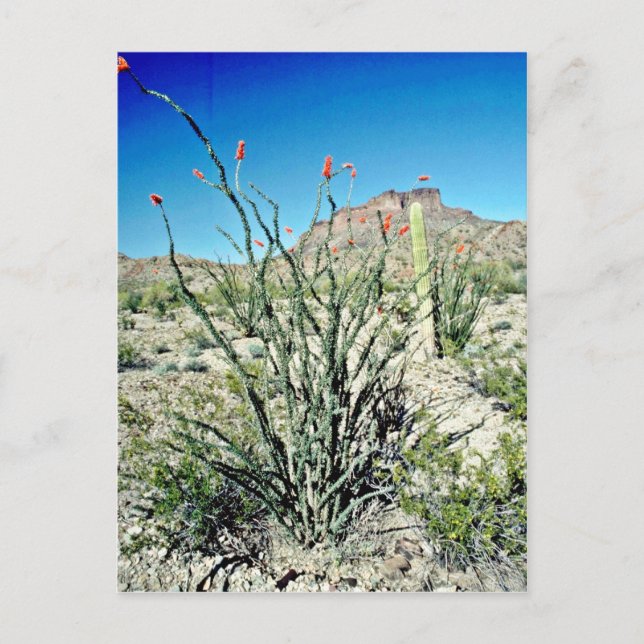 Ocotillo blühend, aber hinten postkarte (Vorderseite)