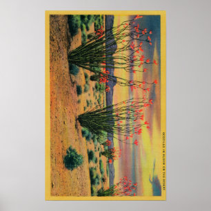 Ocotillo-Blume in Bloom, Wüste Kalifornien Poster