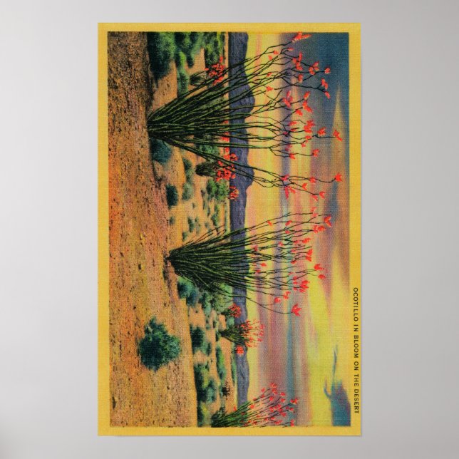 Ocotillo-Blume in Bloom, Wüste Kalifornien Poster (Vorne)