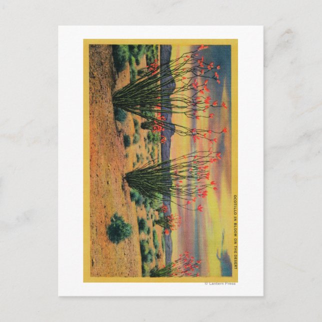 Ocotillo-Blume in Bloom, Wüste Kalifornien Postkarte (Vorderseite)