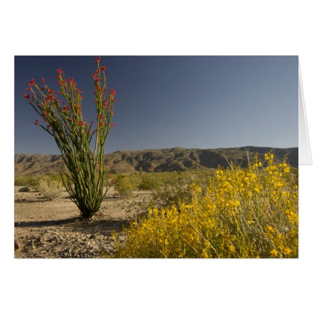 Ocotillo und Wüste Senna (Vorderseite (Horizontal))