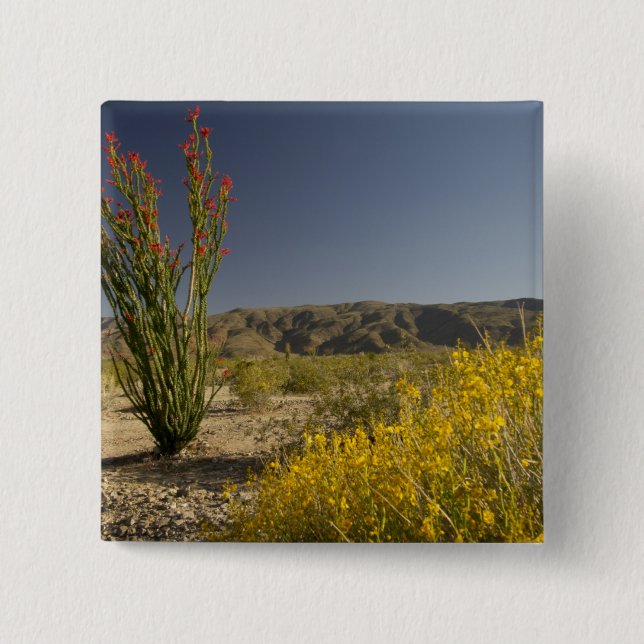 Ocotillo und Wüste Senna Button (Vorderseite)