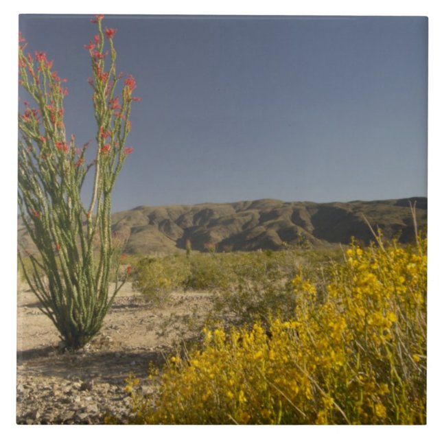 Ocotillo und Wüste Senna Fliese (Vorderseite)