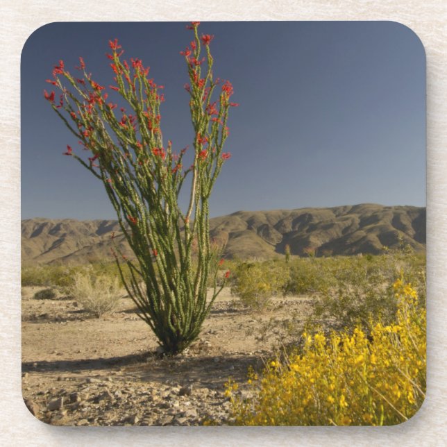 Ocotillo und Wüste Senna Getränkeuntersetzer (Vorderseite)