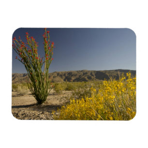 Ocotillo und Wüste Senna Magnet