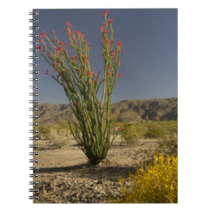 Ocotillo und Wüste Senna Notizblock
