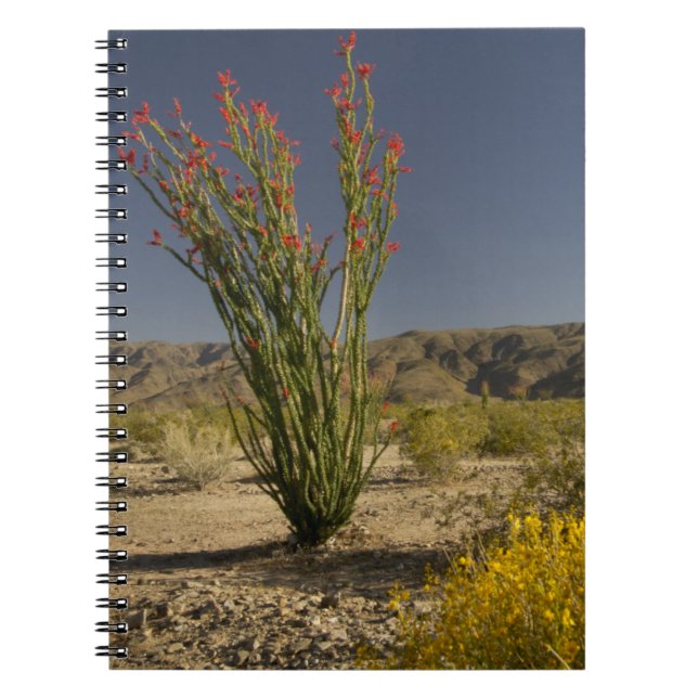 Ocotillo und Wüste Senna Notizblock (Vorderseite)
