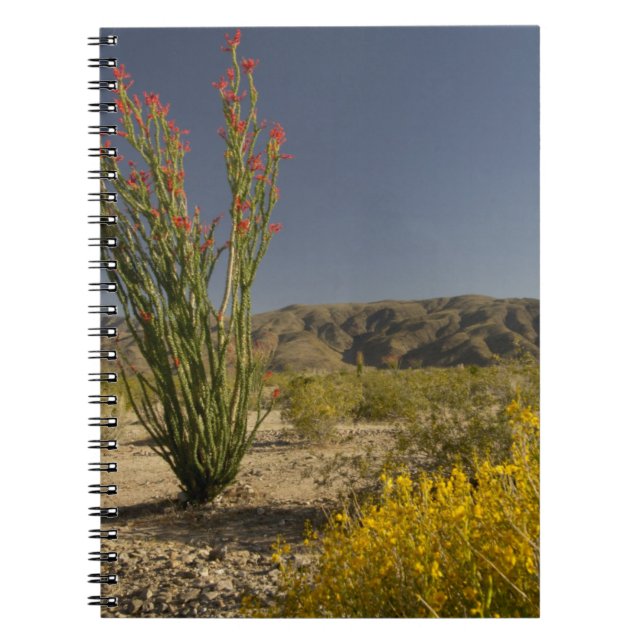 Ocotillo und Wüste Senna Notizblock (Vorderseite)