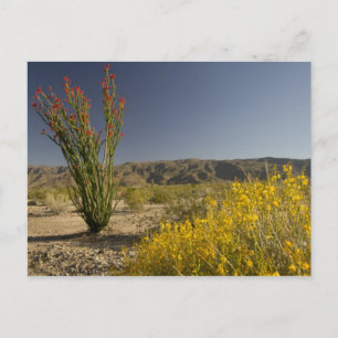 Ocotillo und Wüste Senna Postkarte