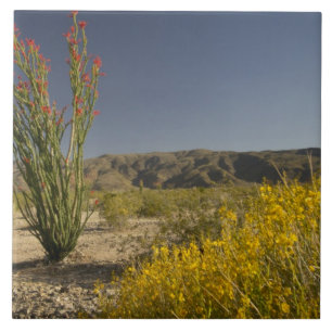 Ocotillo und Wüsten-Senna Fliese