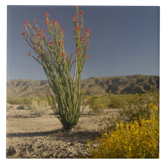 Ocotillo und Wüsten-Senna Fliese (Vorderseite)