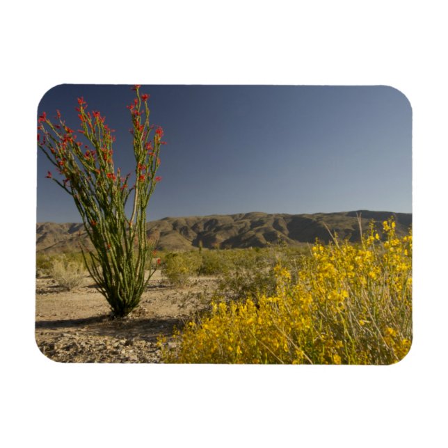 Ocotillo und Wüsten-Senna Magnet (Horizontal)