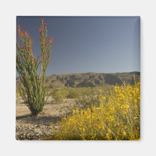 Ocotillo und Wüsten-Senna Magnet