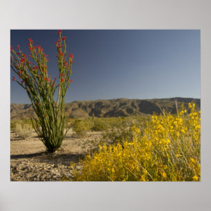 Ocotillo und Wüsten-Senna Poster