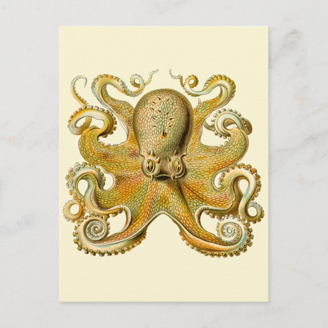 Octopus antike Illustration Seeungeheuer Postkarte (Vorderseite)