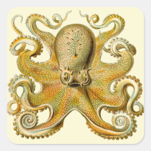 Octopus antike Illustration Seeungeheuer Quadratischer Aufkleber