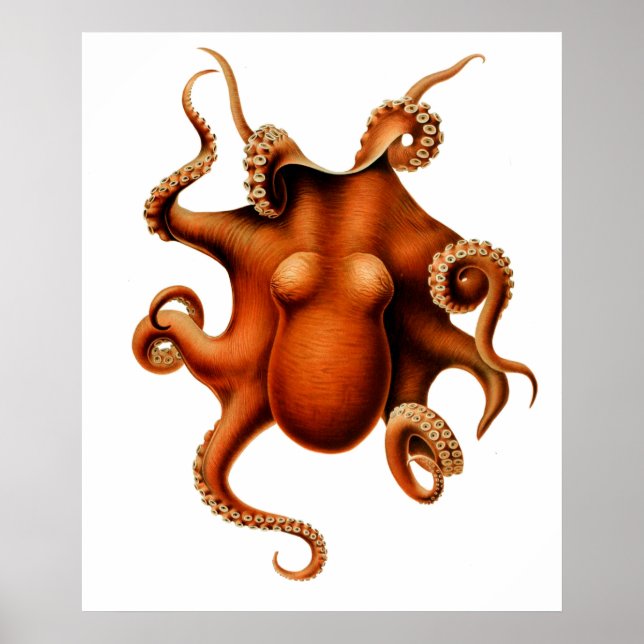 Octopus Die Cephalopod Vintage Poster (Vorne)
