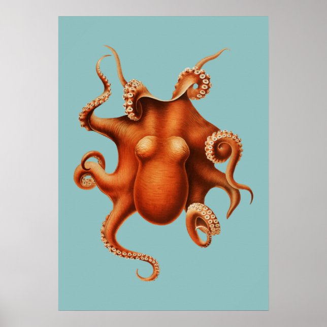 Octopus Illustration Poster (Vorne)