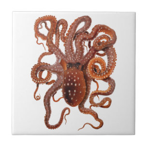 Octopus Macropus, Vintage Meeresaquarien Tiere Fliese