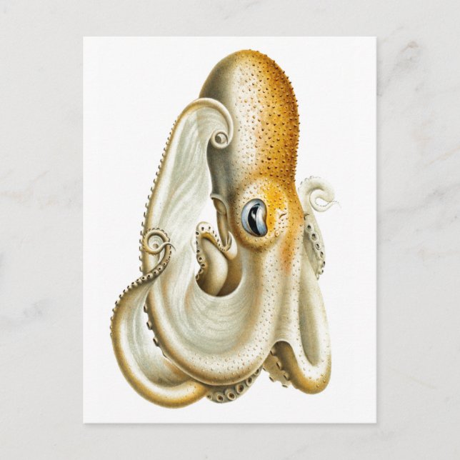 "OCTOPUS"-MEERESWELT POSTCARD POSTKARTE (Vorderseite)
