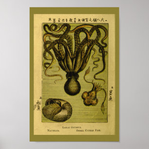 Octopus Nautilus Vintage Meereskreaturen Kunst, Di Poster