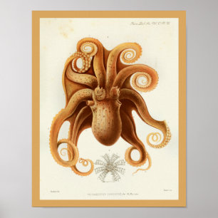 Octopus Orange Cephalopod Sea Kreaturen Art Print Poster