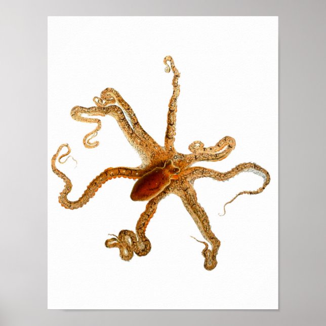 Octopus Print No.3 Cephalopod Sea Creative Art Poster (Vorne)