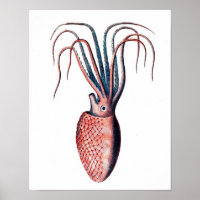Octopus Print No.4 Cephalopod Sea Creative Art