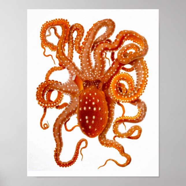 Octopus Print No.6 Cephalopod Sea Creative Art Poster (Vorne)