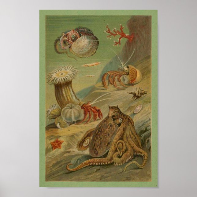 Octopus, Sea Anemone Illustration Meeresleben Poster (Vorne)