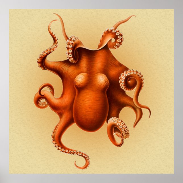 Octopus Sea Monster Kreatur Cephalapod Vintag Poster (Vorne)
