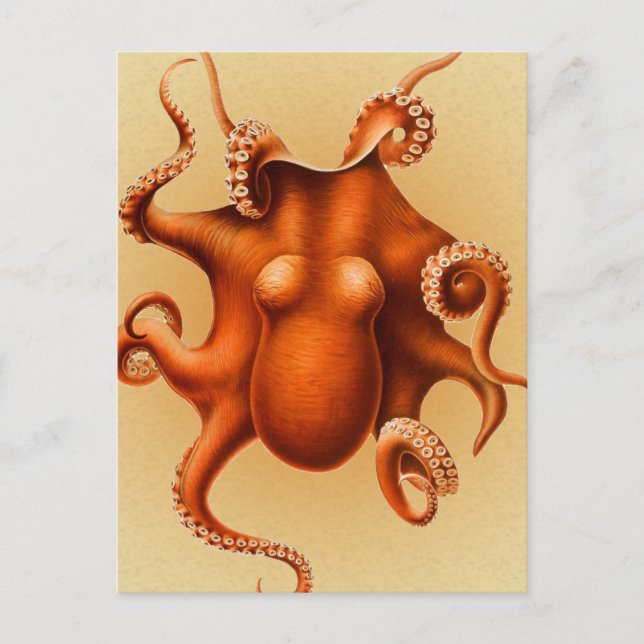 Octopus Sea Monster Kreatur Cephalapod Vintag Postkarte (Vorderseite)