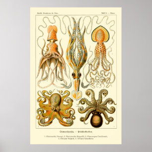 Octopus & Tintenfisch Art Poster