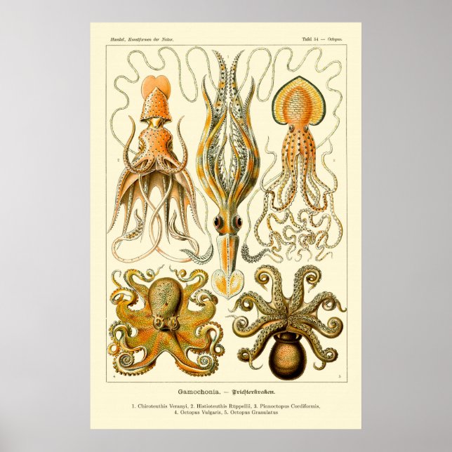 Octopus & Tintenfisch Art Poster (Vorne)