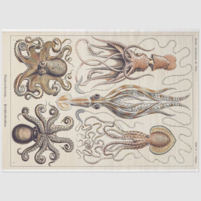 Octopus Tintenfisch Gamochonia Decoupage Tissue Pa Seidenpapier (Vorderseite)