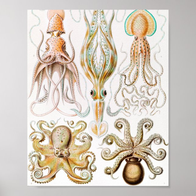 Octopus-Tintenfisch, Gamochonia von Ernst Haeckel Poster (Vorne)
