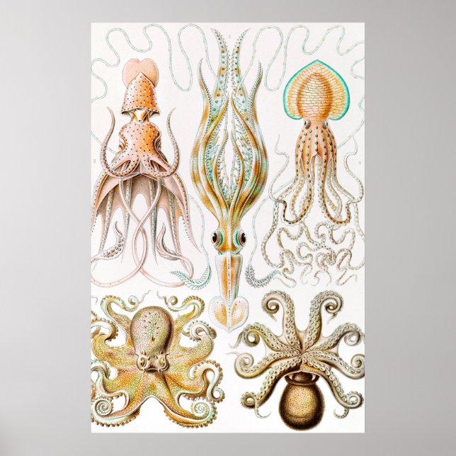 Octopus-Tintenfisch, Gamochonia von Ernst Haeckel Poster (Vorne)