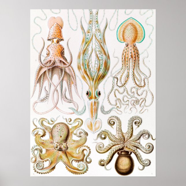 Octopus-Tintenfisch, Gamochonia von Ernst Haeckel Poster (Vorne)