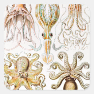 Octopus-Tintenfisch, Gamochonia von Ernst Haeckel Quadratischer Aufkleber