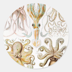 Octopus-Tintenfisch, Gamochonia, von Ernst Haeckel Runder Aufkleber
