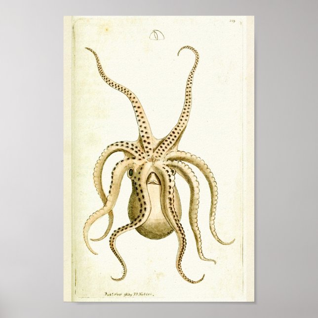 Octopus Vintag Cephalopod Sea Kreaturen Art Print Poster (Vorne)