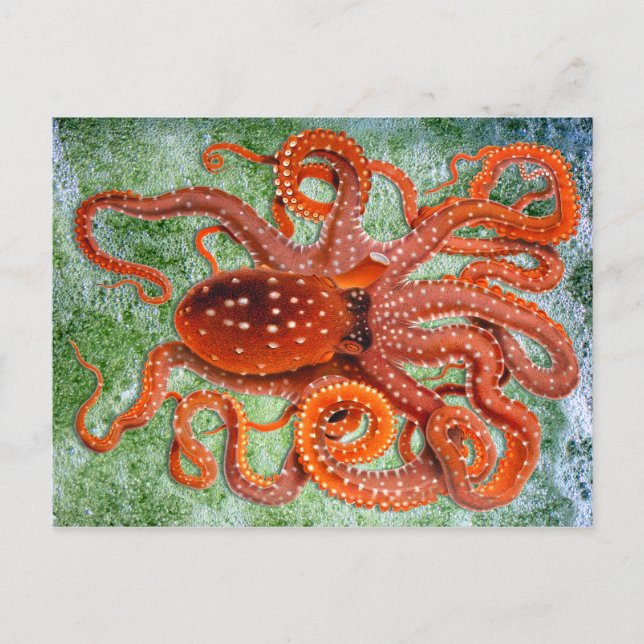 Octopus Vintag Postkarte (Vorderseite)