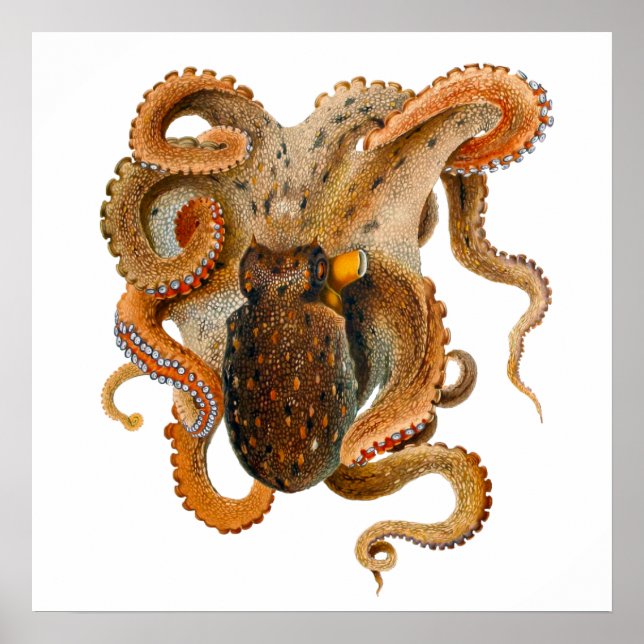 Octopus Vulgaris Merculiano Poster (Vorne)